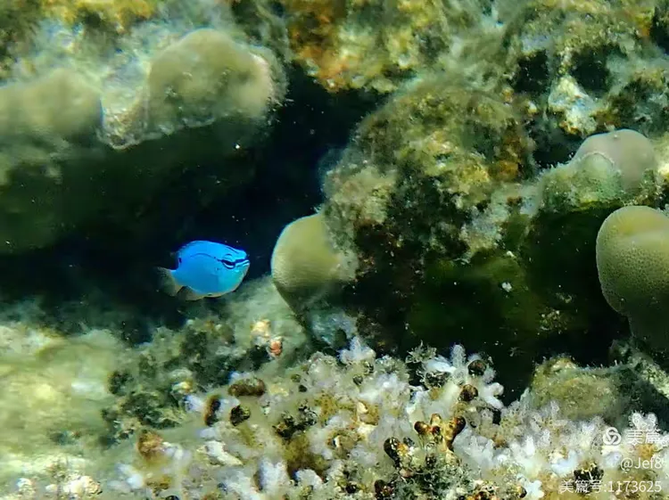 包含目睹强队施展绝技,精彩纷呈令人叹为观止的词条 包含目睹强队施展绝技,精彩纷呈令人叹为观止的词条